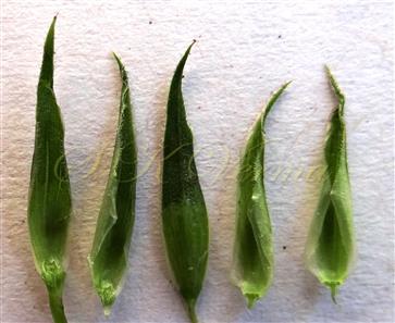  Sepals